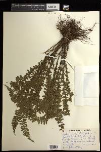 Asplenium macraei image