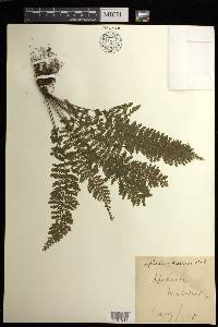 Asplenium macraei image