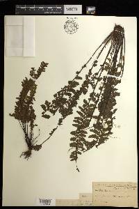 Asplenium macraei image