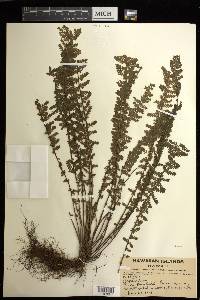 Asplenium macraei image
