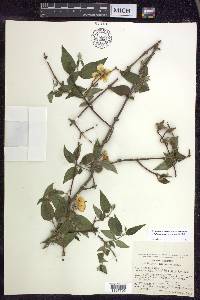 Philadelphus mexicanus image