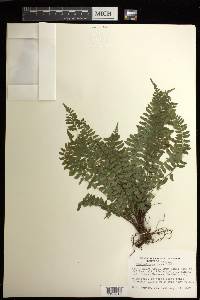 Asplenium macraei image