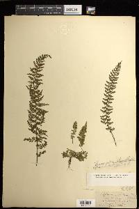 Asplenium macraei image
