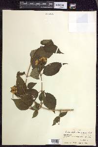 Philadelphus tomentosus image