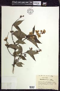 Philadelphus tomentosus image