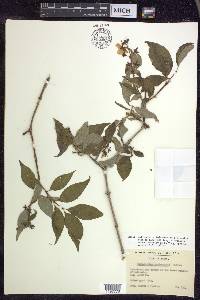 Philadelphus sericanthus image