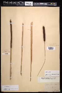 Typha angustifolia image