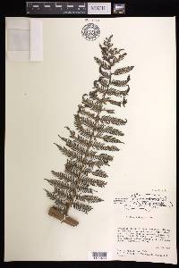 Cyathea fulgens image