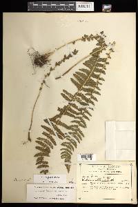 Woodsia mollis image