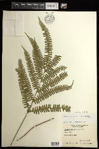 Lindsaea subalata image