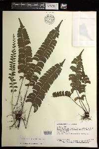 Lindsaea lancea image