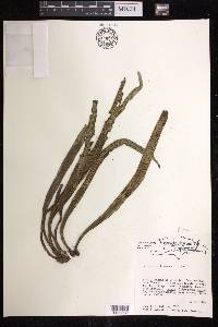 Polytaenium lineatum image