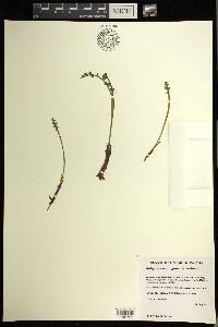 Botrychium minganense image