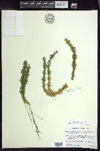 Huperzia × bartleyi image