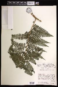 Dennstaedtia cicutaria image