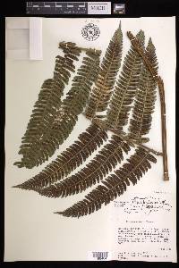 Cyathea urbanii image