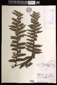 Cyathea fulgens image