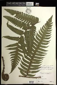 Cyathea mutica var. grandis image