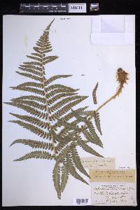 Dryopteris filix-mas image