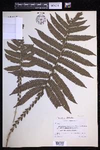 Steiropteris deltoidea image