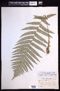 Dryopteris filix-mas image