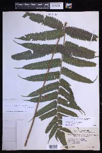 Steiropteris leprieurii image