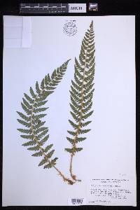 Polystichum andersonii image