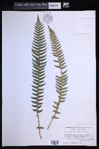 Polystichum munitum image