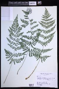 Dryopteris × triploidea image