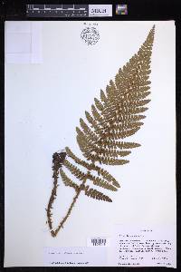 Polystichum talamancanum image