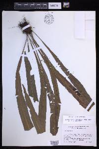 Elaphoglossum lonchophyllum image