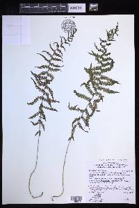 Coryphopteris nipponica image