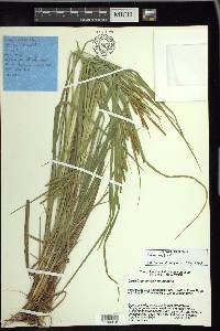 Carex gynandra image