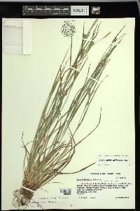 Carex bulbostylis image