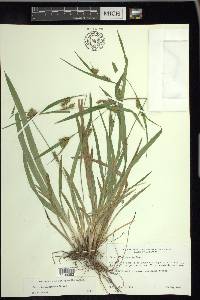 Carex flaccosperma image