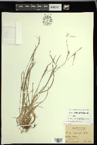 Carex bulbostylis image