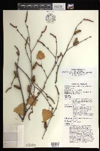 Betula populifolia image