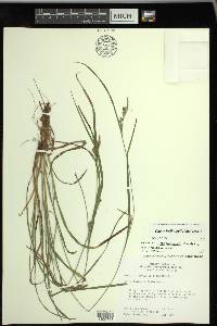 Carex bulbostylis image