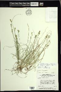 Carex texensis image