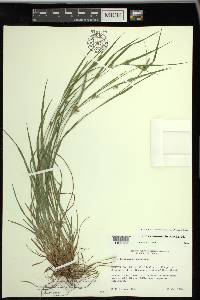 Carex bulbostylis image