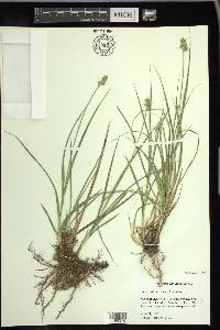 Carex austrina image