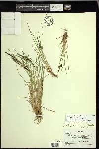 Carex lenticularis image