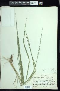 Glyceria septentrionalis image