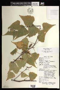 Betula populifolia image