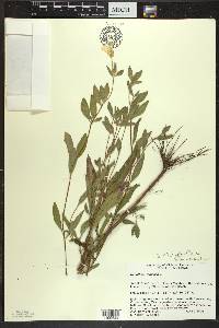 Oenothera pilosella image