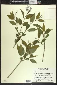 Euonymus atropurpureus image