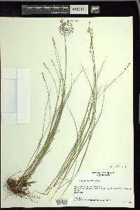 Carex retroflexa image