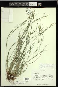 Carex bulbostylis image