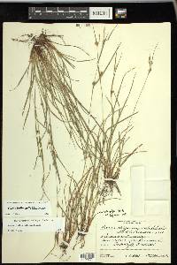 Carex bulbostylis image