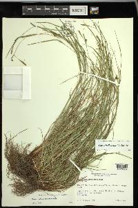 Carex bulbostylis image